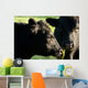 Aberdeen Angus Cows Close up Wall Mural