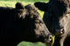 Aberdeen Angus Cows Close up Wall Mural