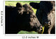 Aberdeen Angus Cows Close up Wall Mural