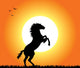 Horse Rearing at Sunset Wall Mural