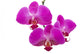 orchids Wall Decal