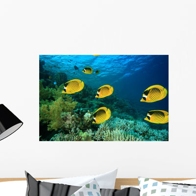 School Fish Butterflyfish Coral shown on a wall