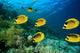 School Fish Butterflyfish Coral