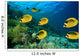 School Fish Butterflyfish Coral