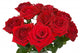 Bunch of Roses on White Background Wall Decal