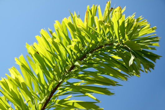 Palm Blue Sky Wall Mural
