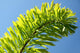 Palm Blue Sky Wall Mural