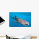 Whale shark Wall Mural