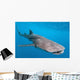 Whale shark Wall Mural