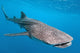 Whale shark Wall Mural
