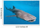 Whale shark Wall Mural