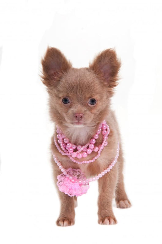 Glamour Puppy with Necklace Wall Mural