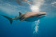 Whale Shark Wall Mural