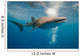 Whale Shark Wall Mural