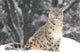 Snow Leopard