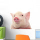 Portrait Pig Wall Decal