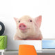 Portrait Pig Wall Decal