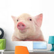 Portrait Pig Wall Decal