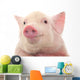 Portrait Pig Wall Decal