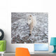 White Pony Snow Wall Mural