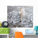 White Pony Snow Wall Mural