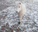 White Pony Snow Wall Mural