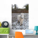 White Pony Snow Wall Mural