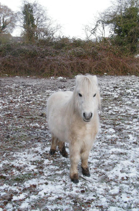 White Pony Snow Wall Mural