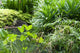 Tropical Garden Wall Mural