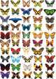 buttrflies Wall Mural