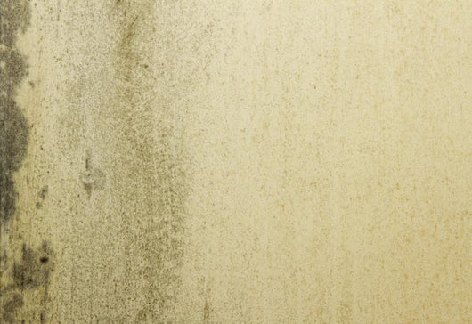Grunge Mould Wall Texture