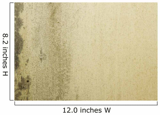Grunge Mould Wall Texture