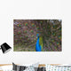 Peacock Wall Mural