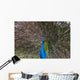 Peacock Wall Mural