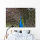 Peacock Wall Mural