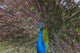 Peacock Wall Mural