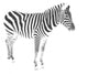 Zebra Wall Decal