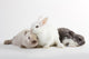 3 Rabbit baby Wall Decal