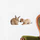 Chihuahua Puppy Playing with Wall Decal