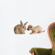 Chihuahua puppy playing with rabbit Wall Decal