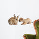 Chihuahua puppy playing with rabbit Wall Decal
