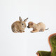 Chihuahua puppy playing with rabbit Wall Decal