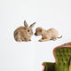 Chihuahua puppy playing with rabbit Wall Decal
