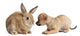 Chihuahua puppy playing with rabbit Wall Decal