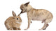 Chihuahua interacting with a rabbit in front of white background Wall Decal