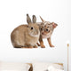 Chihuahua interacting with a rabbit Wall Decal