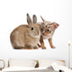 Chihuahua interacting with a rabbit Wall Decal