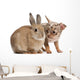 Chihuahua interacting with a rabbit Wall Decal