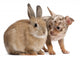 Chihuahua interacting with a rabbit Wall Decal