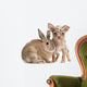 Chihuahua with a rabbit in front of white background Wall Decal
